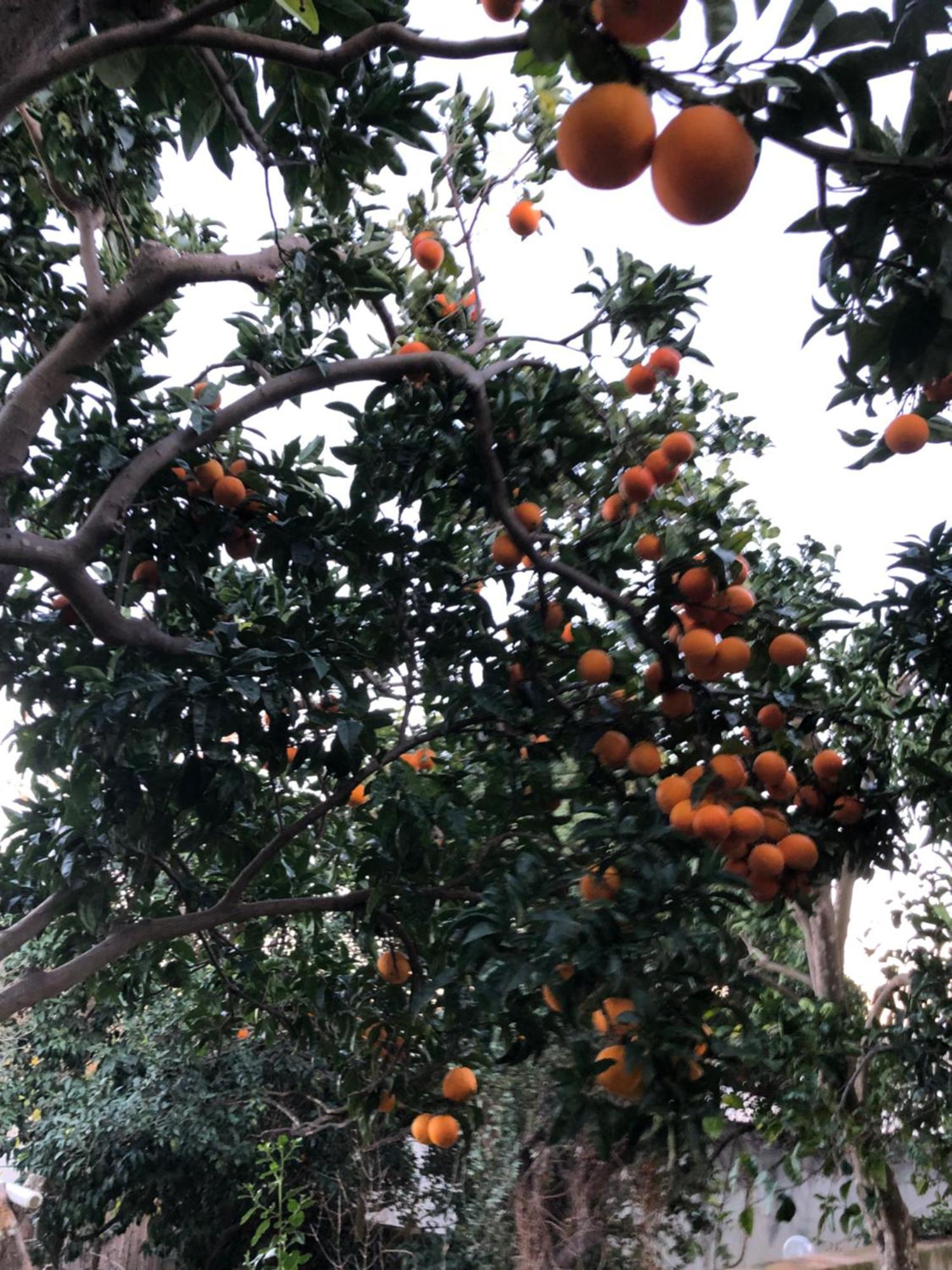 פרוסידה Villa Caterina B&B מראה חיצוני תמונה